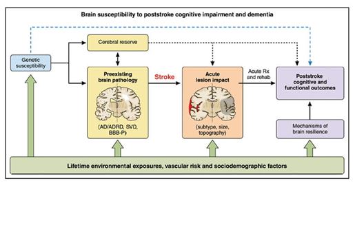 Brain susceptibility to poststroke cognitive impairment and dementia - Genetic susceptibility - Cerebral reserve - Preexisting brain pathology (AD/ADRD, SVD, BBB-P) - Stroke - Acute lesion impact (subtype, size, topography) - Acute Rx and rehab - Poststroke cognitive and functional outcomes - Mechanisms of brain resilience - Lifetime environmental exposures, vascular risk and sociodemographic factors